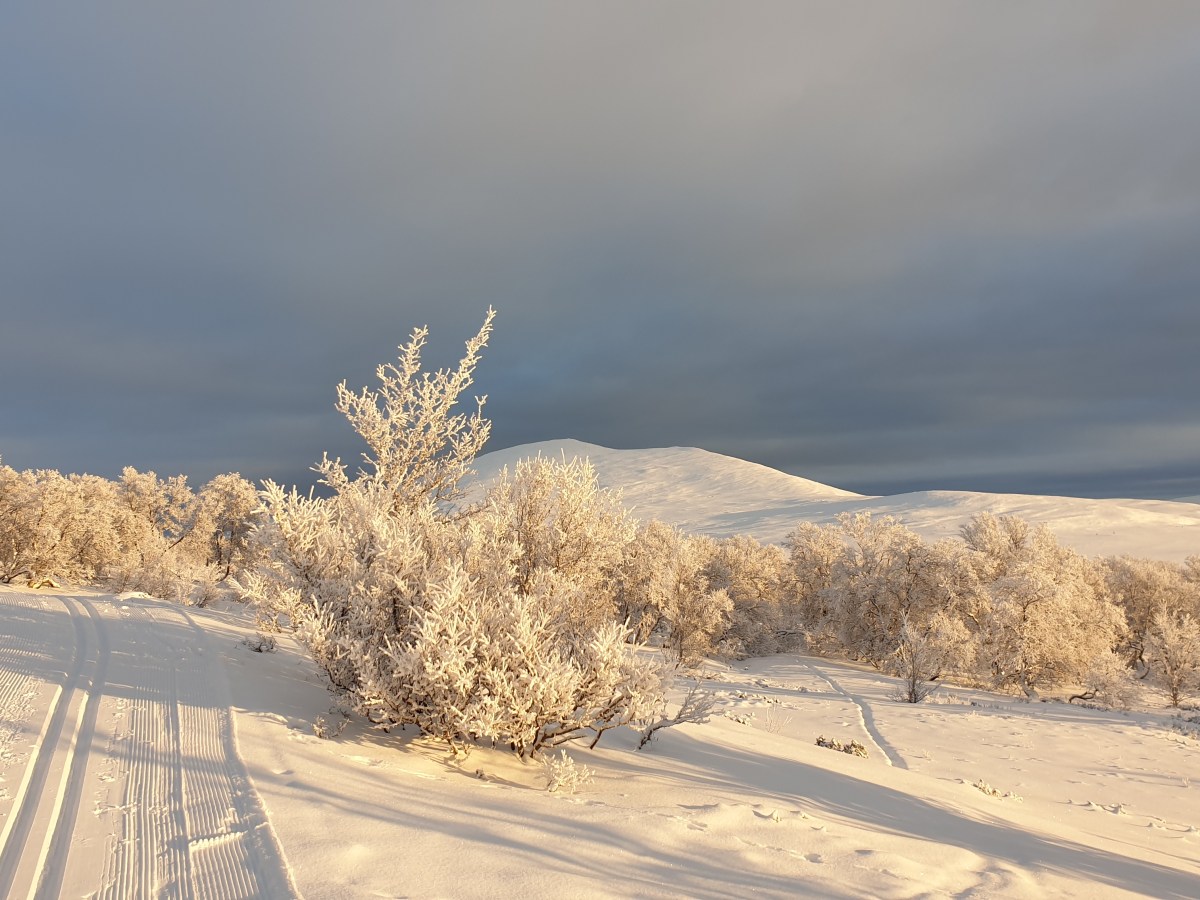 How I celebrate&nbsp;2020